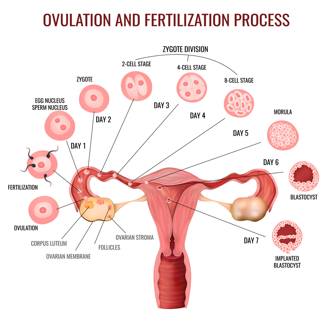 Mittelschmerz: Understanding Ovulation Pain