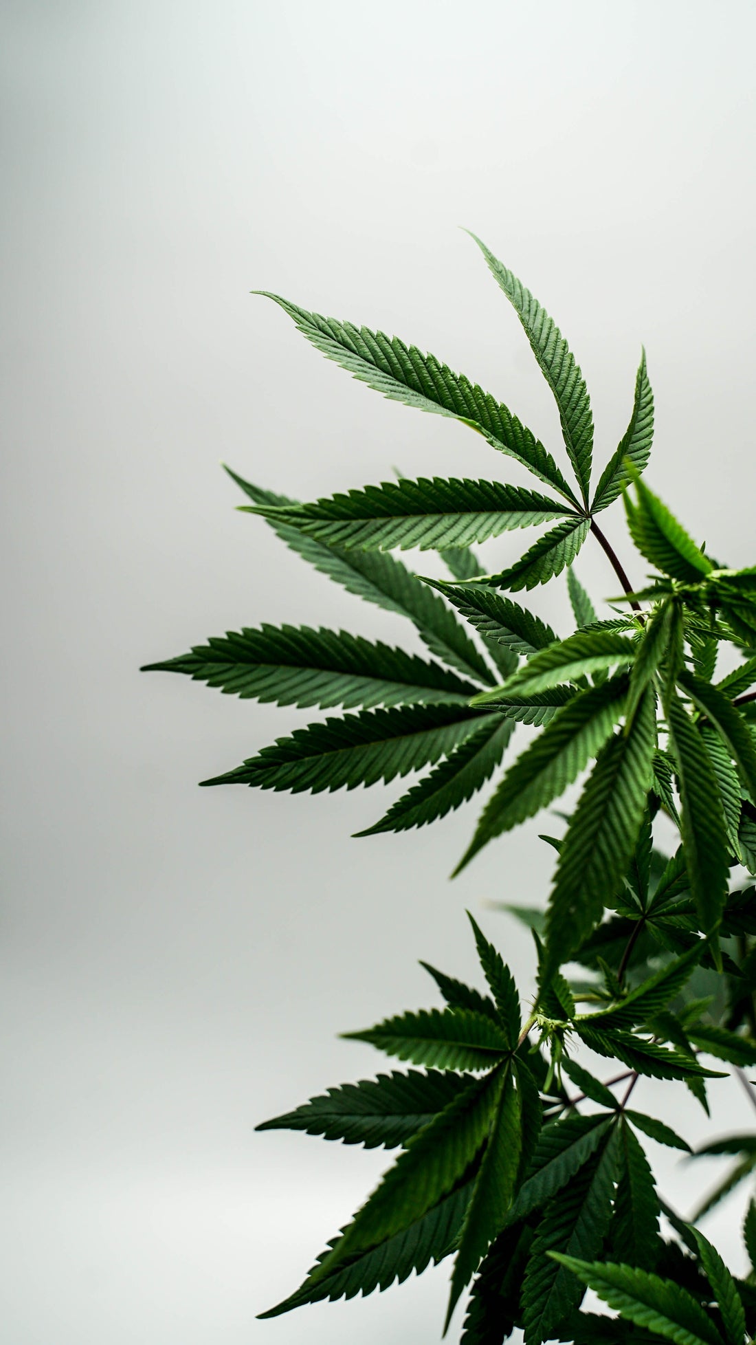 Discover CBD for Wellness: Potential Benefits, Uses, and Misconceptions